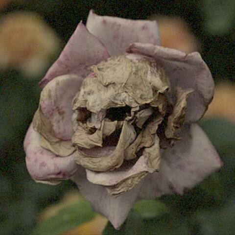 Dead Flowers