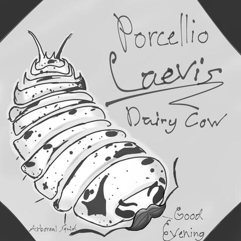 Porcellio Laevis "Dairy Cow"