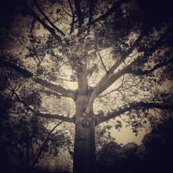 The Echoes of Metaphorical Music (Prelude for World of Echo)