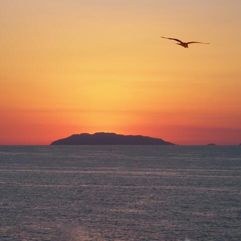 Nessun uomo è un'isola (dedicata a C.)