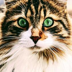 Love Song for Animals