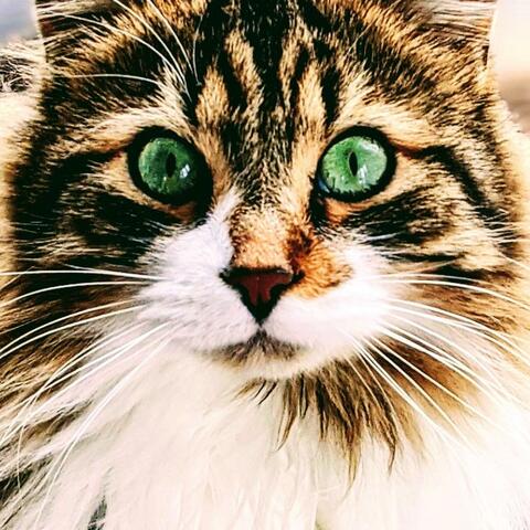 Love Song for Animals