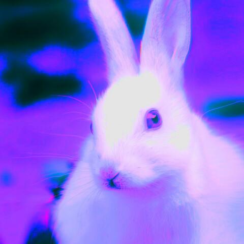 White Rabbit