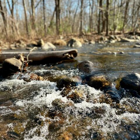 Sounds From Nature: Mill River