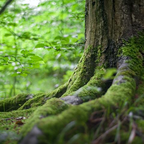 Dreamy Forest