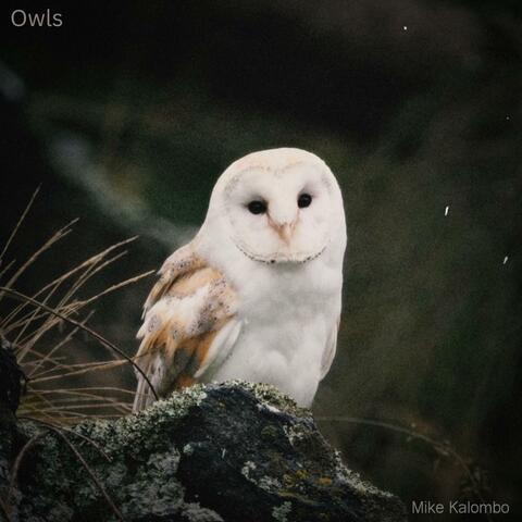 Owls