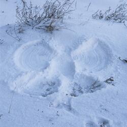 snow angel