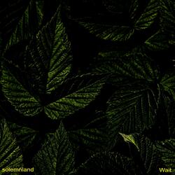 Colony, Evening Insects, Flooded Trees