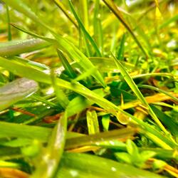 The Dewpoint