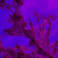 The Purple Forest
