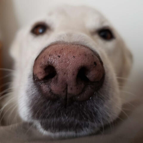 Always love you (like a good ole dog)