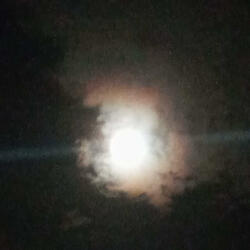 Forest Moonlight