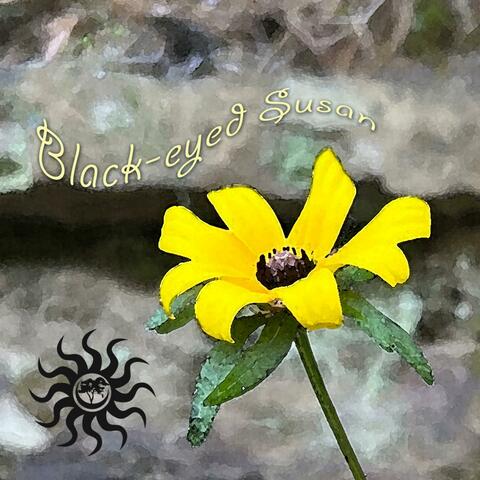 Black-Eyed Susan