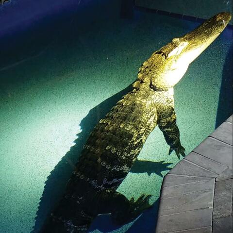 âmmit (feat. jaza & eyto)