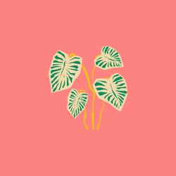 Monstera :)