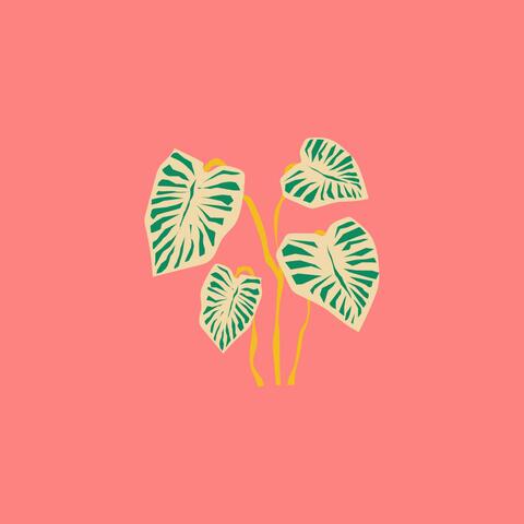 Monstera :)