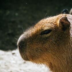 Dog and Capybara
