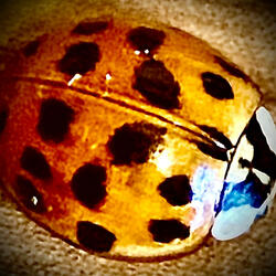 The Ladybug