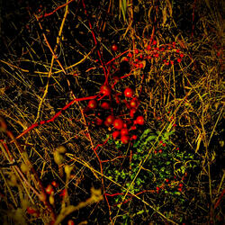 Rambling in the Bramble
