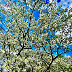 Tone Poem: Flowering Tree