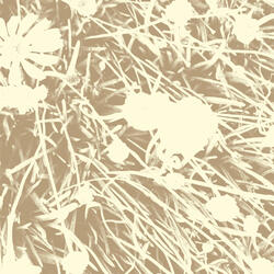 Lull: Child of St. Jacob