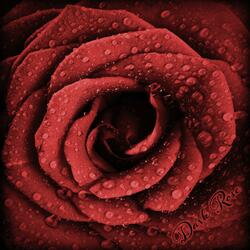 Dark Rose