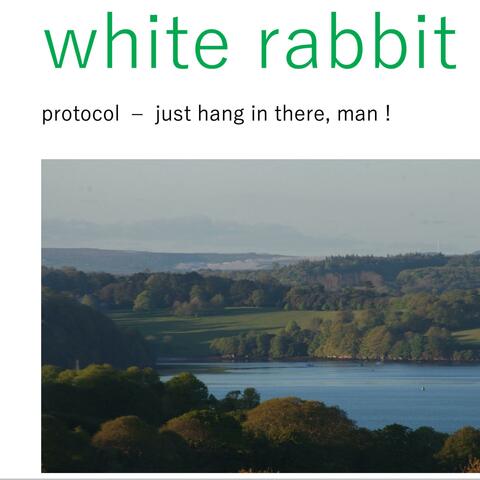 white rabbit