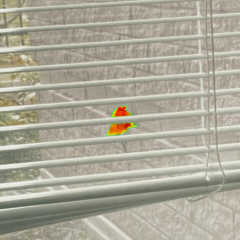bird on the window pane