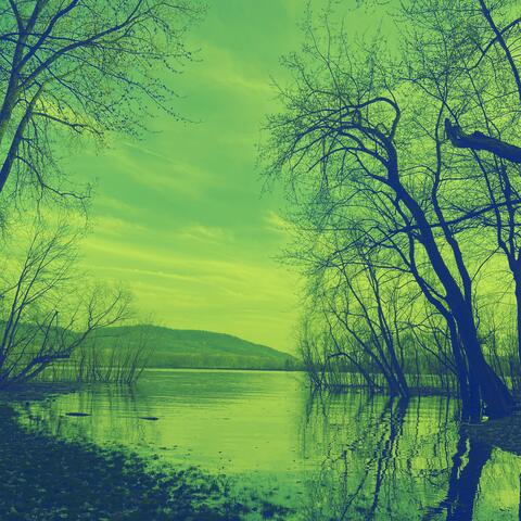Forest Creek