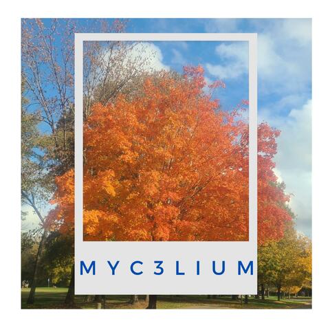 Mycelium