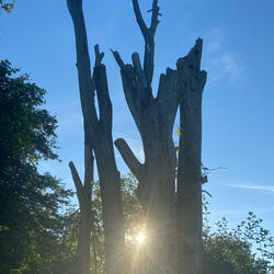 Touch of Sun