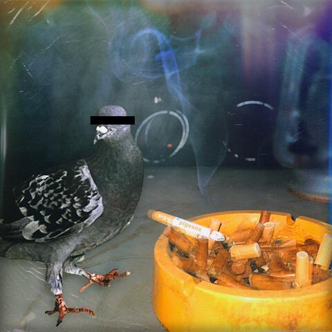 pigeons