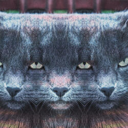 The Glossy Furred Cat
