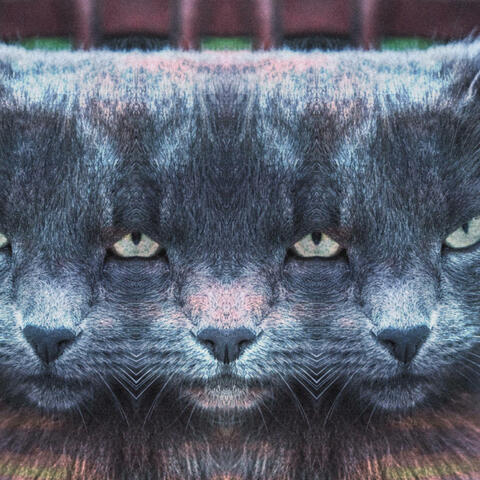 The Glossy Furred Cat (Super Cut)