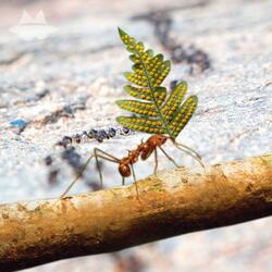 Common Polypody