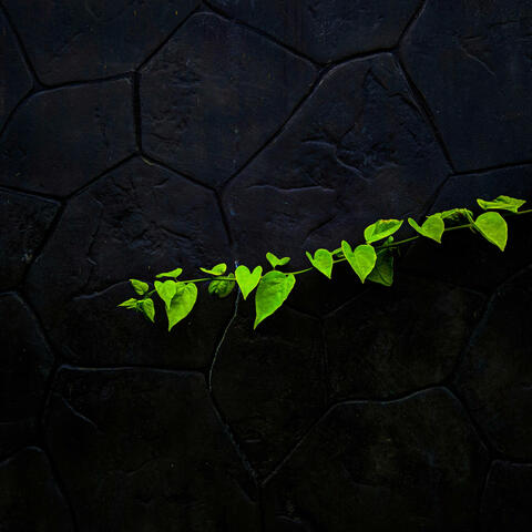 A.O.T.B. (Arrival Of The Birds)