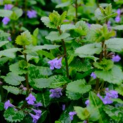 wellspring