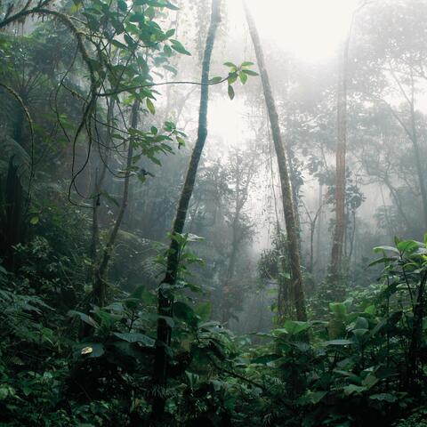 rainforest