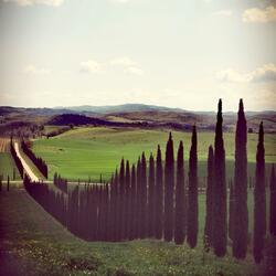 beyond the cypresses
