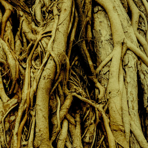 Roots In Routes
