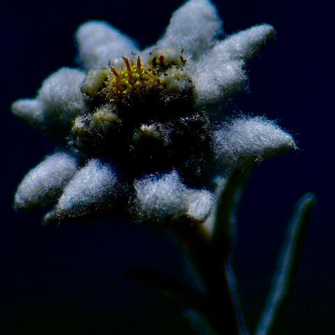 Edelweiss