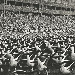 Geese Have Taken Over The World