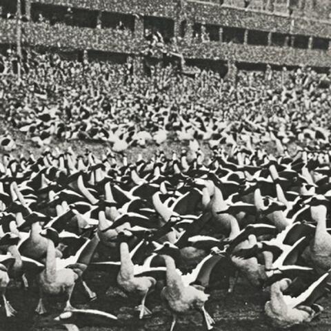 Geese Have Taken Over The World