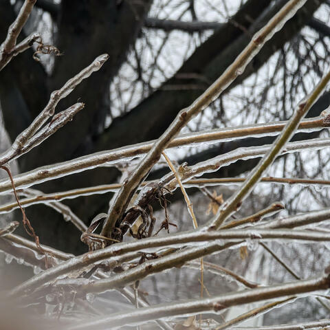 Ballad of Andrea (ACOUSTIC DEMO)