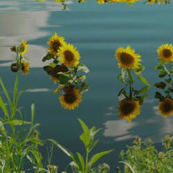 Garden Flowers