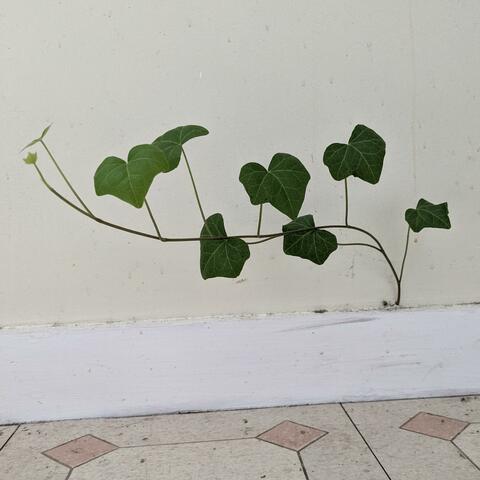 Curly Limbs