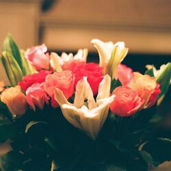 les roses fleurissent en mai