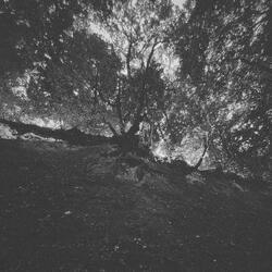 Dream VII (28.12.2021)