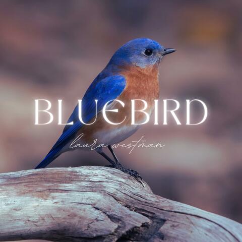 Bluebird (The Acoustic Guitar Project Version)