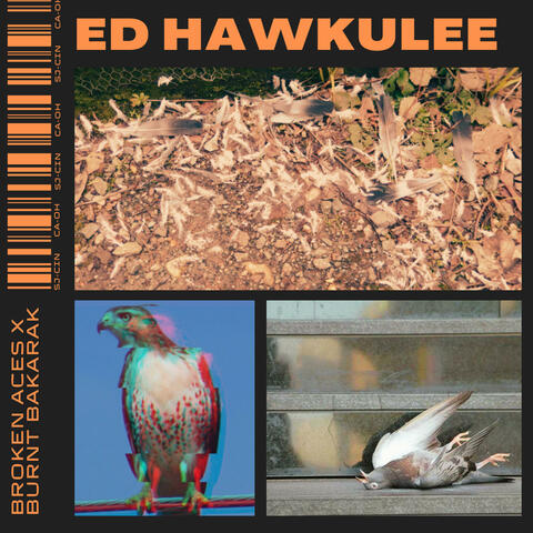 ED HAWKULEE